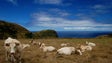 Imagem de Governo da Madeira vai continuar a apoiar os criadores de gado e o pastoreio ordenado