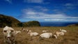 Governo da Madeira vai continuar a apoiar os criadores de gado e o pastoreio ordenado