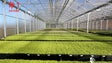 Imagem de Empresa da Calheta produz 20 milhões de plantas em hidroponia
