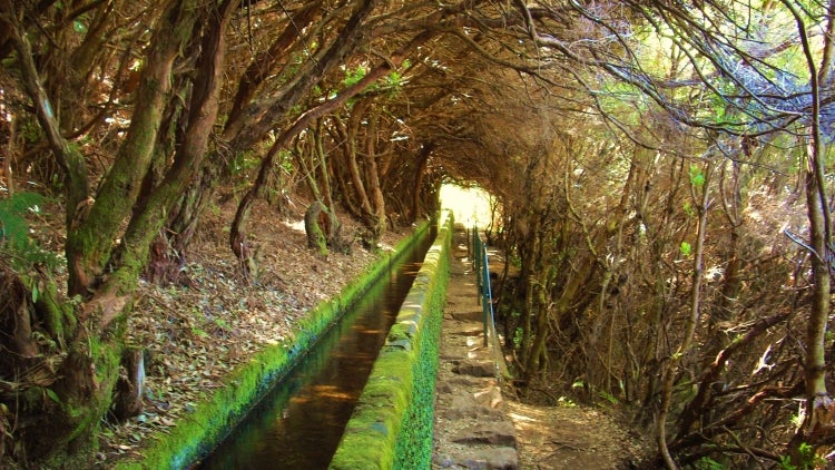 Imagem de Turista morre ao cair na na levada das 25 Fontes