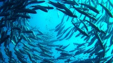Imagem de Há madeirenses que se recusam a comer peixe produzido em aquacultura