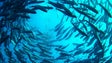 Imagem de Há madeirenses que se recusam a comer peixe produzido em aquacultura