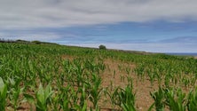 Imagem de Agricultores das Flores preocupados com a seca (Som)