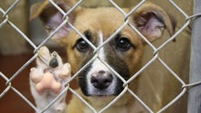 Imagem de Abaixo-assinado quer travar o número de cães abandonados