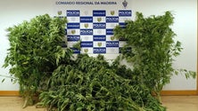 Imagem de 11 plantas de canábis apreendidas Ponta do Sol