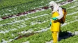 Imagem de Pesticidas em nível abaixo de risco não constituem motivo de alarme