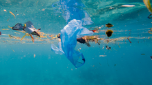 Imagem de Animais vítimas de «pesca fantasma» (áudio)