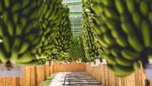 Imagem de Produção de banana deve atingir as 22 toneladas este ano
