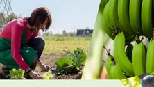 Mulheres conquistam espaço no meio rural (áudio)