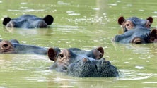 Imagem de Zoo da Bélgica diz ter detetado infeção em hipopótamos