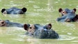 Imagem de Zoo da Bélgica diz ter detetado infeção em hipopótamos