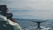 Imagem de Fundação para a Ciência distingue investigadores dos Açores (Vídeo)