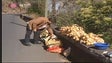 Imagem de Novo regime para a agricultura familiar (Vídeo)