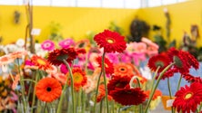 Taxa de ocupação hoteleira para a Festa da Flor é a mais elevada de sempre (áudio)