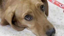 Imagem de Alimentos crus para cães são «fonte de bactérias resistentes a antibióticos»