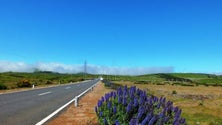 Imagem de Governo Regional da Madeira aprova plano de combate de incêndios florestais