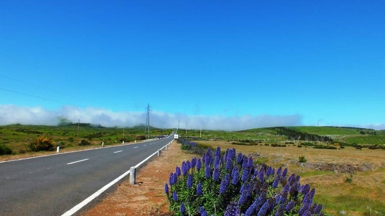Imagem de Governo Regional da Madeira aprova plano de combate de incêndios florestais