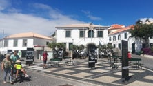 Imagem de Câmara do Porto Santo pede sugestões para arborizar `Largo das Palmeiras`