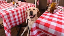 Imagem de Animais de companhia nos restaurantes (Vídeo)