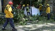 Câmara do Funchal envia Relatório Técnico da queda da árvore para o Ministério Público