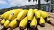 Produtores de Banana da Madeira receberam apoio extraordinário de 600 mil euros (áudio)