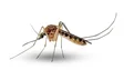 Especialista alerta para possibilidade de surtos epidémicos de dengue e zika em Portugal