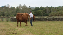 Imagem de Denominação de Origem Protegida para a carne do Ramo Grande é orgulho para os Açores (Vídeo)