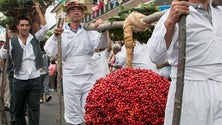 Festa da Cereja começa amanhã