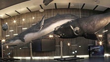 Imagem de Museu da baleia recebe 92 mil euros para investigação