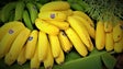 Madeira bate recorde na produção de banana (áudio)