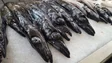 Imagem de Quota do peixe-espada-preto deverá esgotar em outubro (áudio)