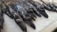 Quota do peixe-espada-preto deverá esgotar em outubro (áudio)