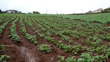 Imagem de Batata doce vai ter apoios (vídeo)