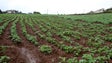 Imagem de Batata doce vai ter apoios (vídeo)