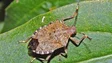 Percevejo asiático já foi identificado na Madeira (áudio)