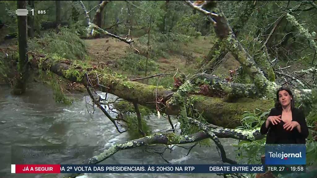 Estradas cortadas e queda de árvores. Os efeitos da tempestade Joseph em Portugal
