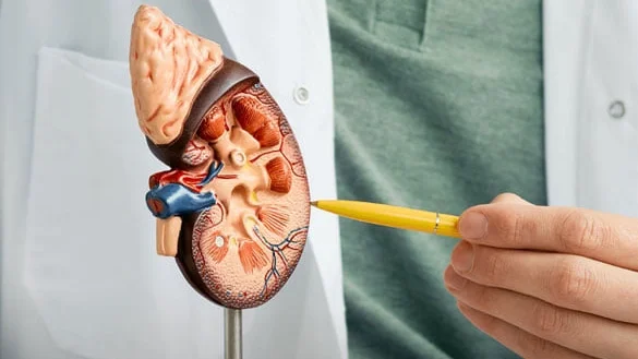 Imagem de Descoberto método que pode permitir diagnóstico precoce do cancro renal