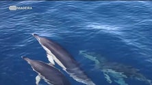 Imagem de Marítimo-Turísticas com muita procura (vídeo)