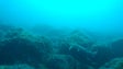 Caneja surpreende mergulhador na Costa Norte