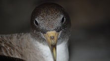 Imagem de Centro de recuperação de aves no Jardim Botânico (áudio)