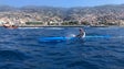 Imagem de David Fernandes vence Regata Machico-Funchal