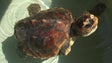 450 tartarugas capturadas acidentalmente (áudio)