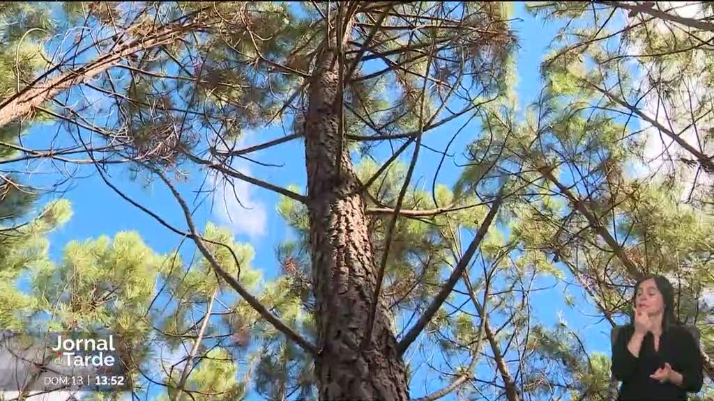 Proprietários investem no Mercado Voluntário de Carbono