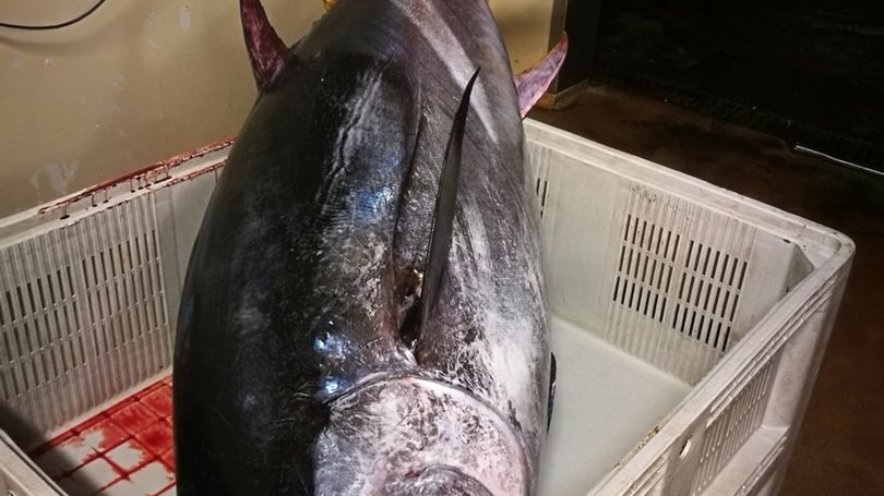 Imagem de GNR apreendeu 480 quilos de atum rabilho