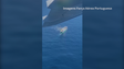 Imagem de Força Aérea e Marinha realiza resgate ao largo do Arquipélago da Madeira