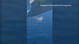 Força Aérea e Marinha realiza resgate ao largo do Arquipélago da Madeira