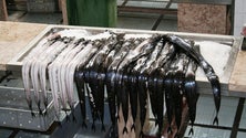 Imagem de UE Quer reduzir em 20% as capturas de peixe-espada preto (Vídeo)