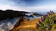 Imagem de Madeira eleita destino preferido da Associação Portuguesa dos Agentes de Viagens e Turismo para 2020 (Vídeo)
