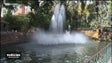 Imagem de Funchal promove campanha para não alimentar os animais em jardins públicos (vídeo)