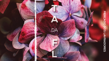 Imagem de Mercado dos Lavradores com tapetes florais de 7 a 24 de setembro